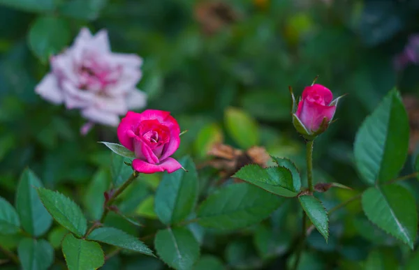 Uma Rosa Rosa Planta Está Florescendo — Fotografia de Stock