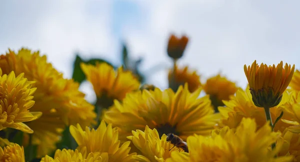Cielo Visible Detrás Las Flores Amarillas — Foto de Stock
