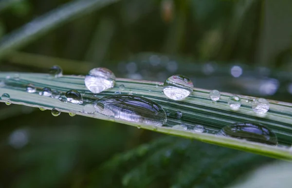 水滴在植物叶子上闪闪发光 — 图库照片