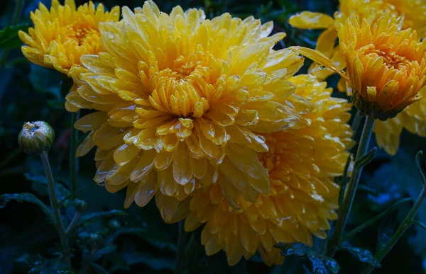 Σταγόνες Νερού Λάμπουν Στα Κίτρινα Λουλούδια — Φωτογραφία Αρχείου