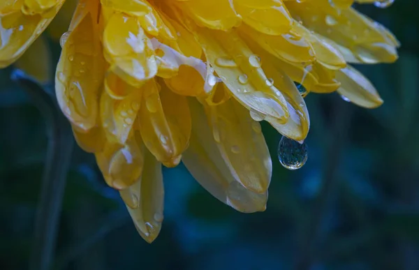 Gotas Agua Brillan Las Flores Amarillas — Foto de Stock