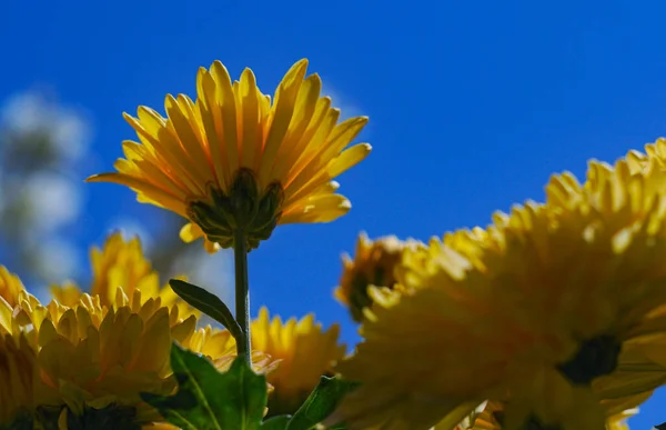 Cielo Azul Visible Detrás Las Flores Amarillas — Foto de Stock