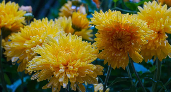 Des Gouttes Eau Brillent Sur Les Fleurs Jaunes — Photo