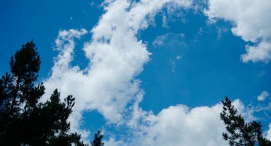                                Çam dallarının arkasında mavi gökyüzü, mavi gökyüzünde beyaz bulutlar