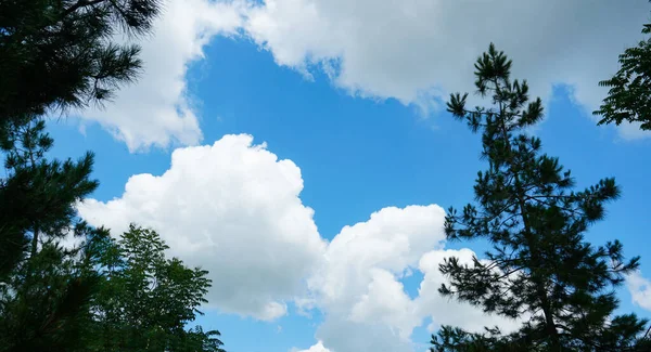 Blauwe Lucht Achter Dennentakken Witte Wolken Blauwe Lucht — Stockfoto