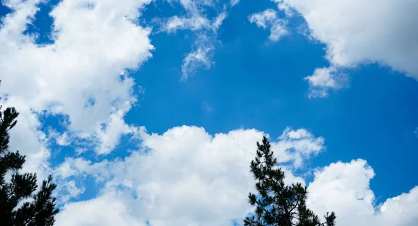 Błękitne Niebo Gałęziami Sosny Białe Chmury Błękitnym Niebie — Zdjęcie stockowe