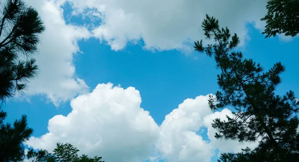 Blauwe Lucht Achter Dennentakken Witte Wolken Blauwe Lucht — Stockfoto