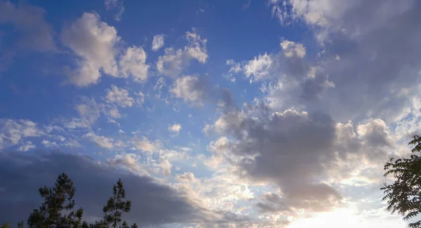 Μπλε Ουρανός Πίσω Από Κλαδιά Πεύκου Άσπρα Σύννεφα Στον Γαλάζιο — Φωτογραφία Αρχείου