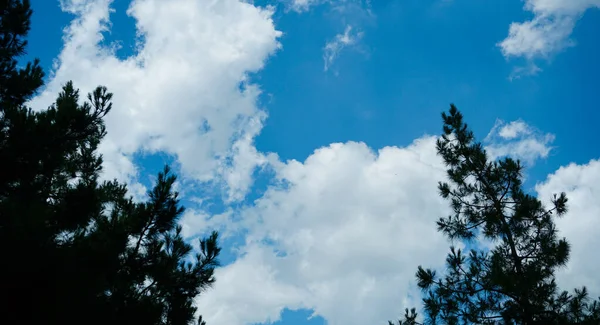 Blauer Himmel Hinter Den Kiefernzweigen Weiße Wolken Blauen Himmel — Stockfoto