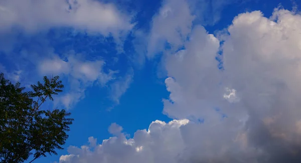 Błękitne Niebo Gałęziami Sosny Białe Chmury Błękitnym Niebie — Zdjęcie stockowe