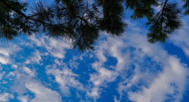                                Çam dallarının arkasında mavi gökyüzü, mavi gökyüzünde beyaz bulutlar