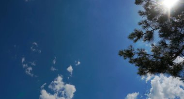                               Çam dallarının arkasındaki mavi gökyüzü ve gökteki beyaz bulutlar