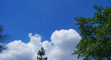                           Çam dallarının arkasında mavi gökyüzü, mavi gökyüzünde beyaz bulutlar      