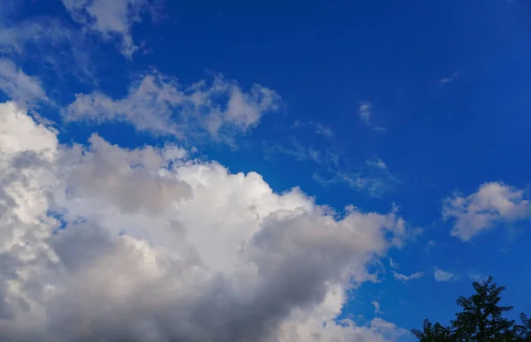 Blauer Himmel Hinter Den Kiefernzweigen Weiße Wolken Blauen Himmel — Stockfoto