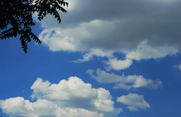 Błękitne Niebo Gałęziami Sosny Białe Chmury Niebie — Zdjęcie stockowe