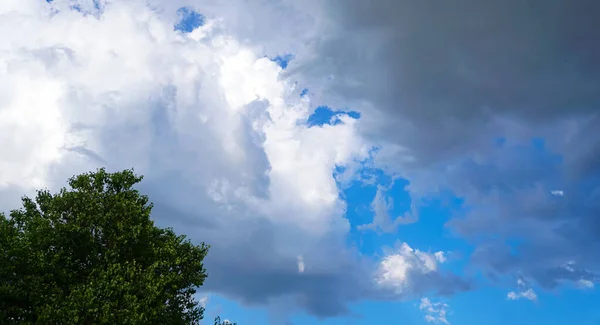 Cielo Azul Detrás Las Ramas Pino Nubes Blancas Cielo Azul — Foto de Stock