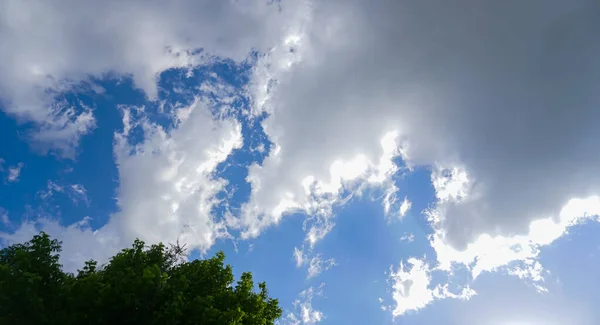 Blauer Himmel Hinter Den Kiefernzweigen Weiße Wolken Blauen Himmel — Stockfoto