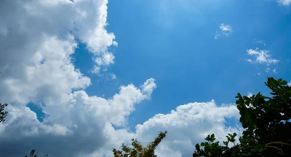 Ciel Bleu Derrière Les Branches Des Arbres Nuages Blancs Dans — Photo