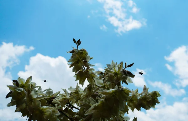 Bees Flying Large Bell Flower — Stock Photo, Image