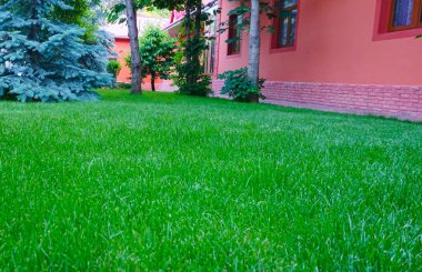                                Bahçedeki yeşil çimenler ve ağaçlar