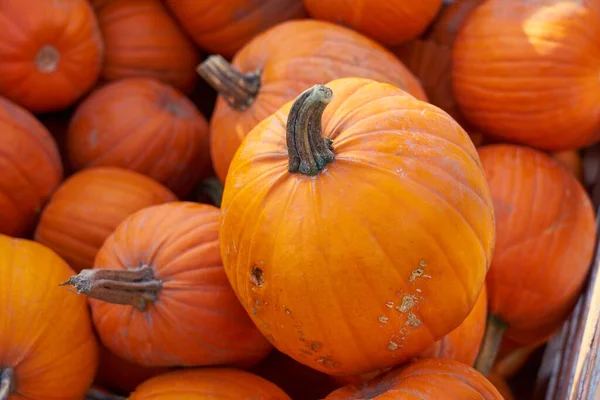 Pumpkins Close Market Halloween Stock Image