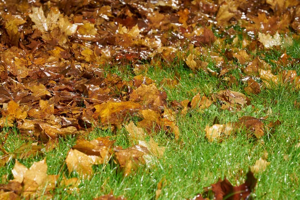 Wet Green Grass Strewn Autumn Leaves Royalty Free Stock Images