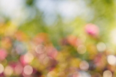 Doğal bir arkaplan olarak soyut bulanık bokeh