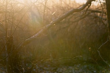 Arka plan olarak batan güneşin ışınlarında bulanık bir orman.