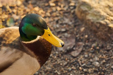 Gün batımında güneşin altında büyük bir dalak.