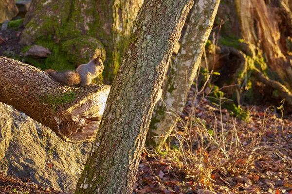 Eichhörnchen Mit Einer Nuss Den Pfoten Der Sonne — Stockfoto