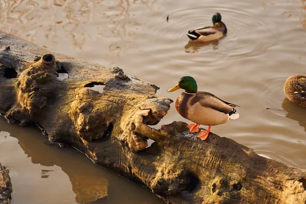 Rate Sur Arbre Qui Est Tombé Dans Eau — Photo