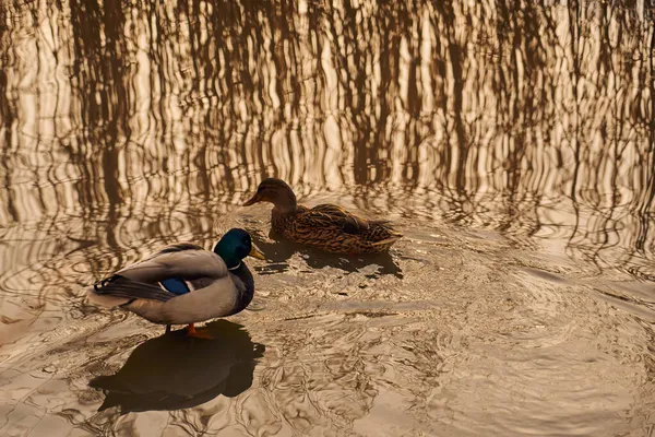 Enten Und Das Spiegeln Von Schilf Wasser — Stockfoto