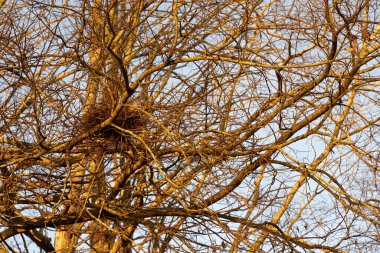 Sonbaharın sonlarında bir ağacın çıplak dalları arasında yuva.