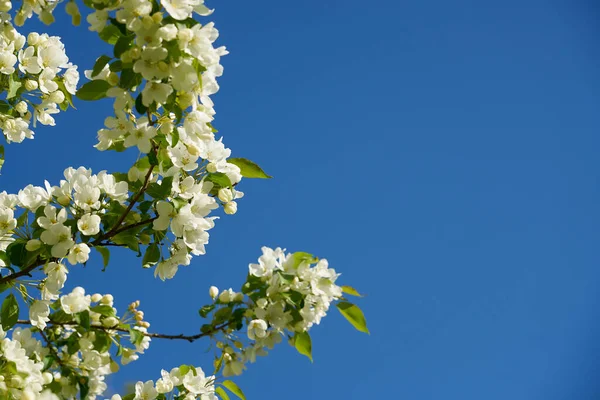 Білі Квіти Ясним Блакитним Небом Фон — стокове фото