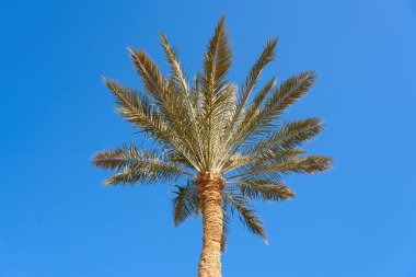 Palm tree in the sun with a blue sky in the background.