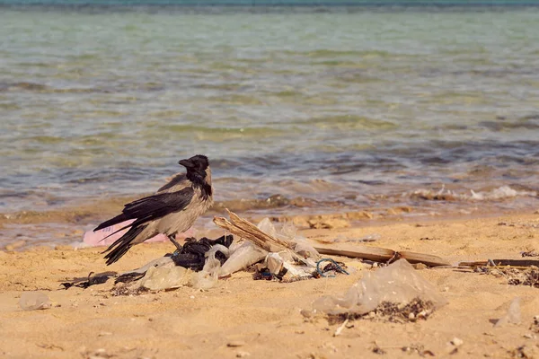 Eine Krähe sitzt auf einem Plastikmüll an der verschmutzten Küste des Roten Meeres. — Stockfoto
