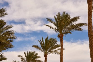 Güneşte palmiye ağaçları ve arkasında mavi bir gökyüzü.