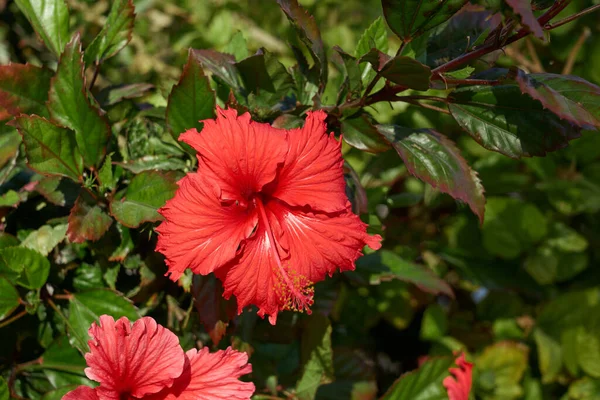 Hibisco Vermelho Arbusto Sol — Fotografia de Stock