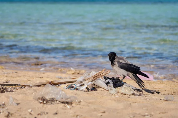 Cuervo Está Sentado Una Basura Plástica Costa Contaminada Del Mar — Foto de Stock