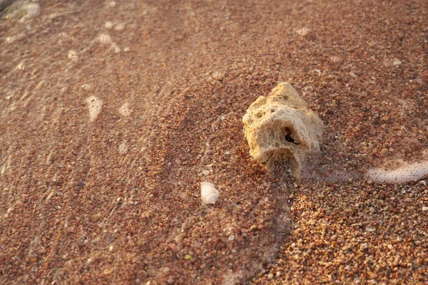 紅海の砂浜の貝 — ストック写真