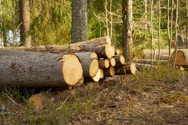 Ormanın ortasında kesilen ağaçların kütükleri.