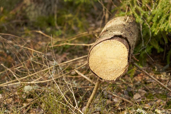 Σκουπίδι Ενός Κομμένου Δέντρου Στο Δάσος Στον Ήλιο — Φωτογραφία Αρχείου