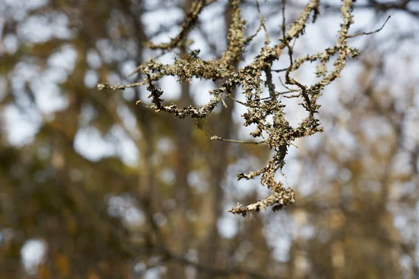 Ramos Árvore São Cobertos Com Musgo Com Uma Floresta Turva — Fotografia de Stock