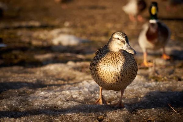Los patos disfrutan del sol en primavera. — Foto de Stock