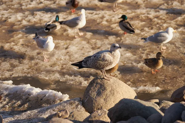 Una gaviota en una roca contra un telón de fondo de pájaros en un río congelado. — Foto de Stock