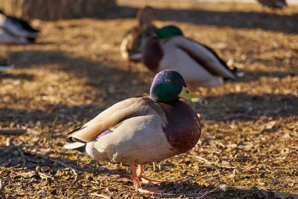 Drachen sonnen sich im Frühling in der Sonne. — Stockfoto