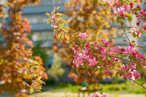 Arka planda bulanık bir park olan kiraz ağaçları.