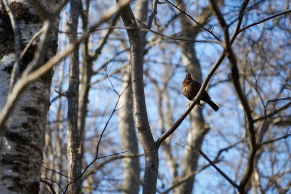 Czarny Leśny Ptak Gałęzi Drzewa Lesie — Zdjęcie stockowe