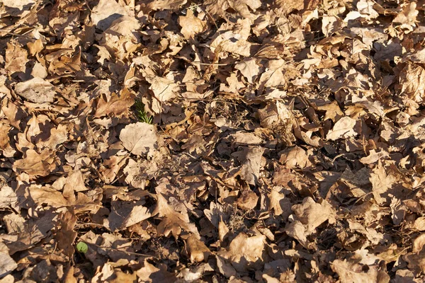 Last years dry leaves in the forest on the ground as a backdrop