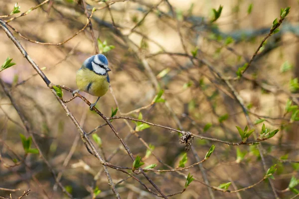 Ormanın Bir Dalındaki Bulanık Bir Arka Planda Titmouse — Stok fotoğraf